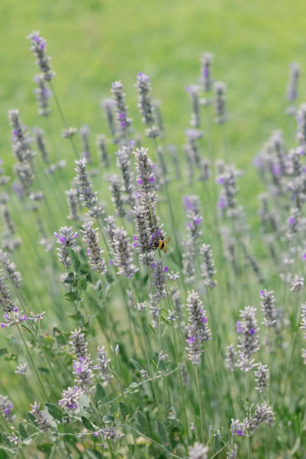 La Roureda, Sant Pere de Vilamajor: fotos, precios y opiniones 5 Lavanda